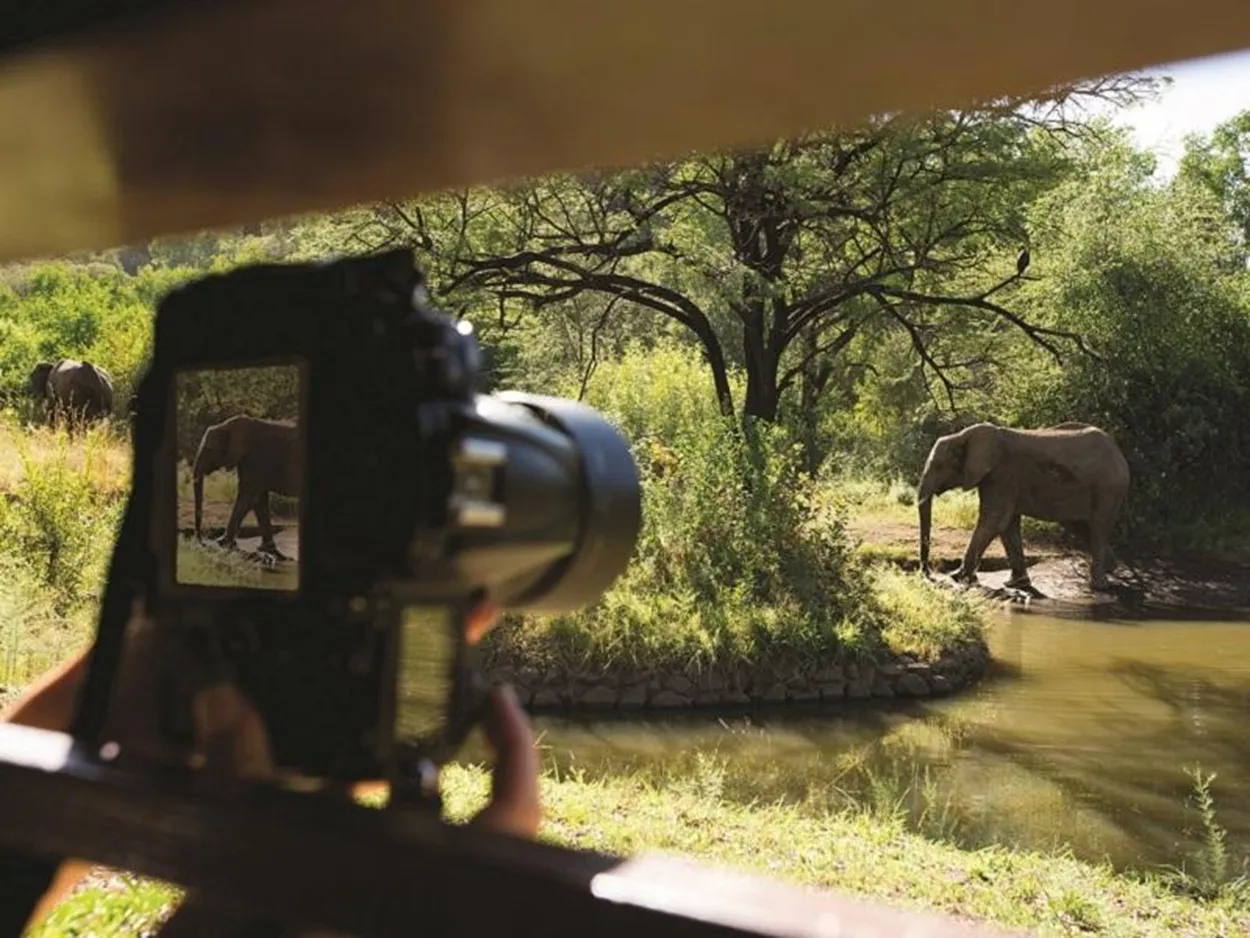 Wildlife in the African bushveld
